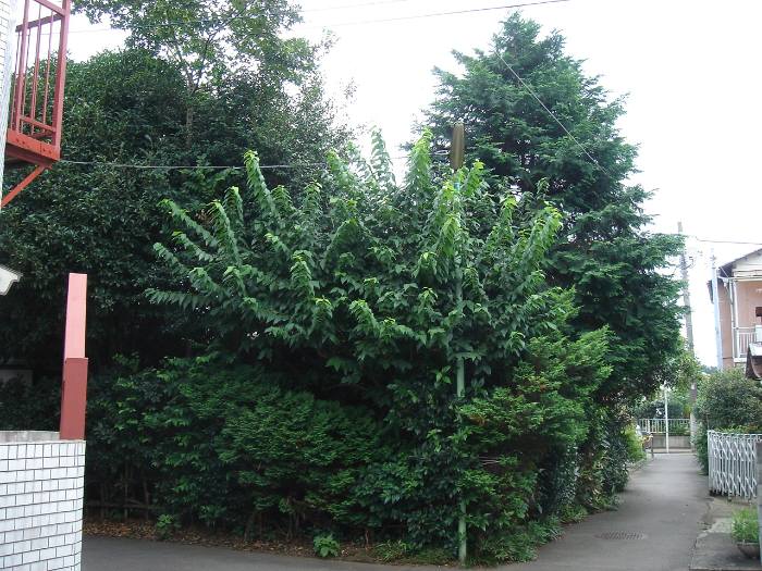 f0059673_18475430.jpg