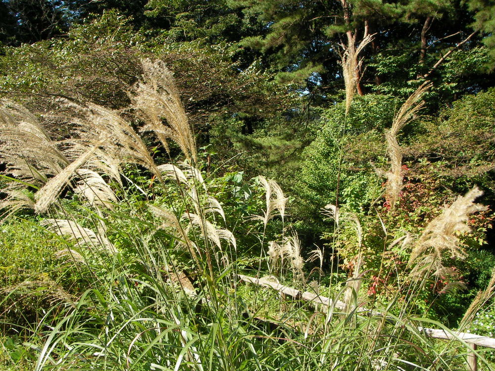 「宮城野萩」咲く仙台野草園と大年寺山の散策_f0100593_19441817.jpg