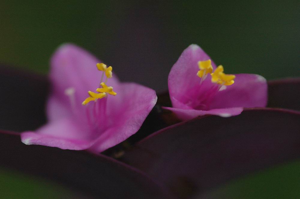 赤塚植物園　　東京都板橋区_a0078397_20152575.jpg