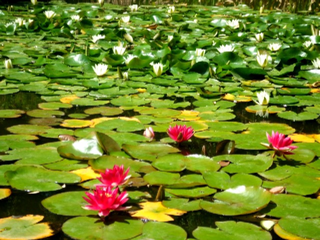 c0062603_156657.jpg