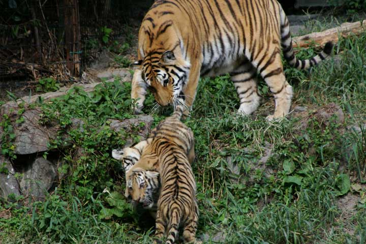 日本平動物園のBABYだよ_d0072106_12463282.jpg