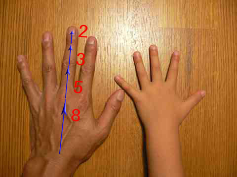 手の中の 黄金比golden Ratio 夏への扉