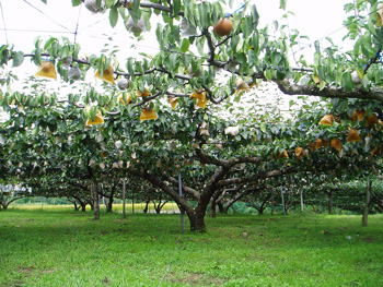 Pear picking!　　『斉藤農園』_b0060647_20133895.jpg