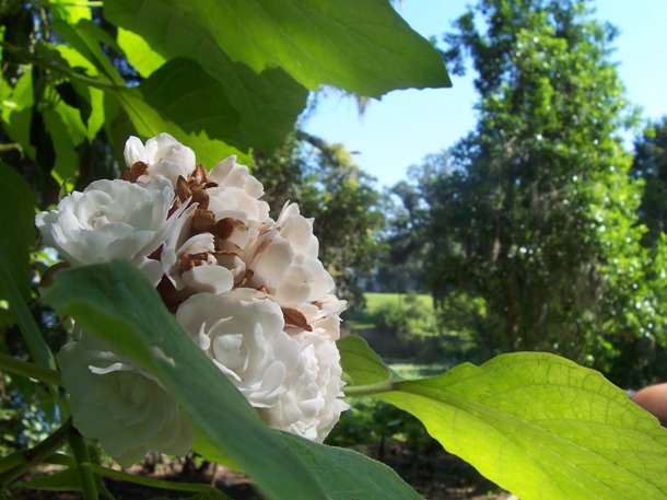 Ｌｅｕ　Ｇａｒｄｅｎｓ_e0028272_6304779.jpg