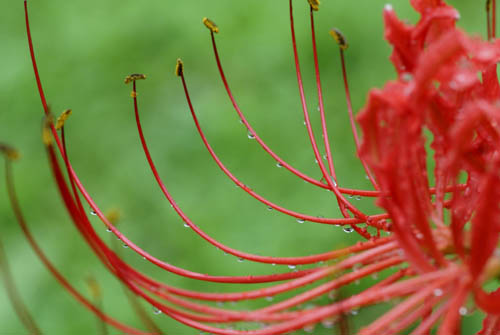 そぼ降る雨　ひっそりと曼珠沙華_a0083081_18273117.jpg