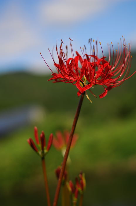 あっちこっちの曼珠沙華_f0032011_2264637.jpg