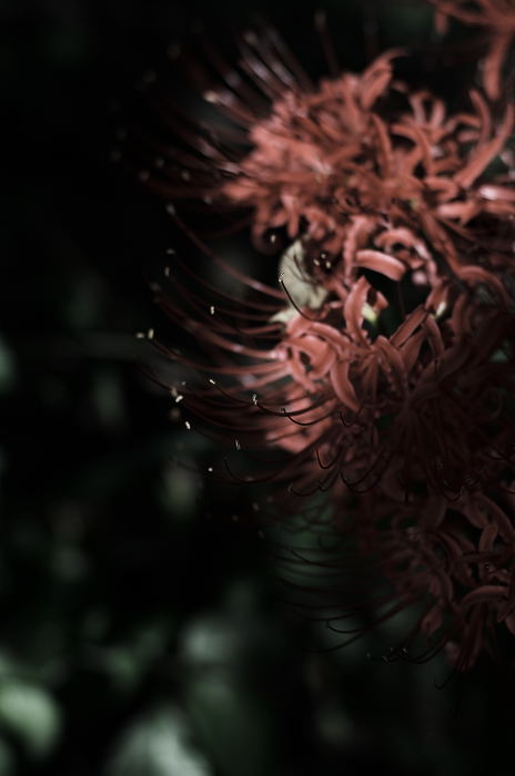 あっちこっちの曼珠沙華_f0032011_2273898.jpg
