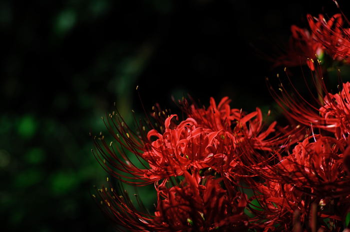 あっちこっちの曼珠沙華_f0032011_2274980.jpg