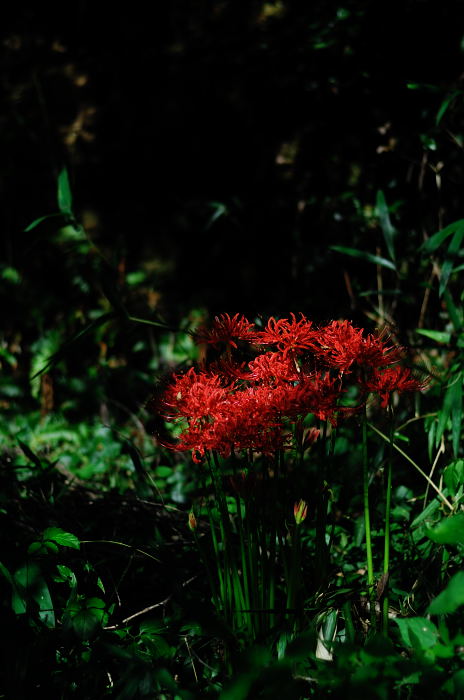 あっちこっちの曼珠沙華_f0032011_2275857.jpg