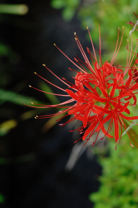 あっちこっちの曼珠沙華_f0032011_2281234.jpg
