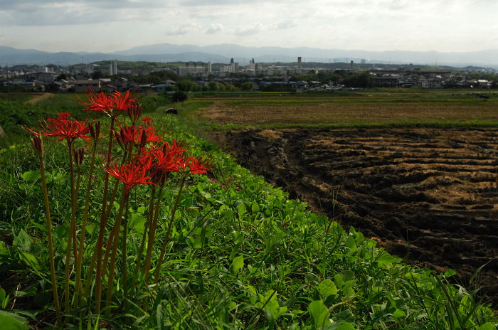 あっちこっちの曼珠沙華_f0032011_2282026.jpg