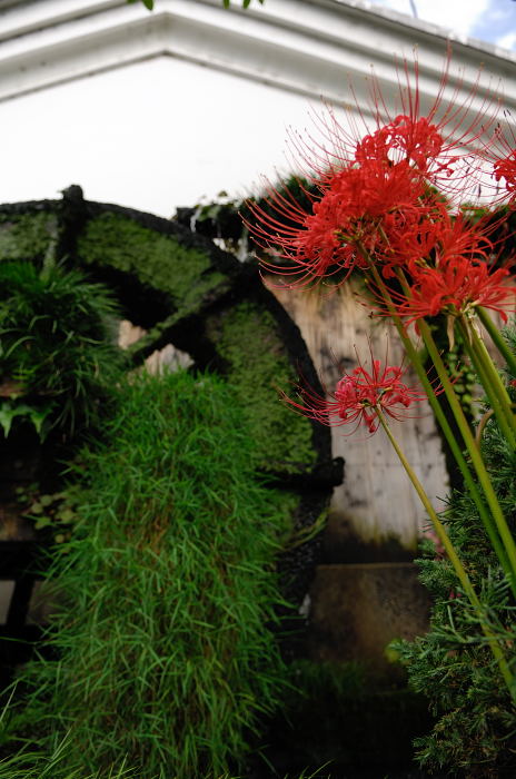 あっちこっちの曼珠沙華_f0032011_2283569.jpg