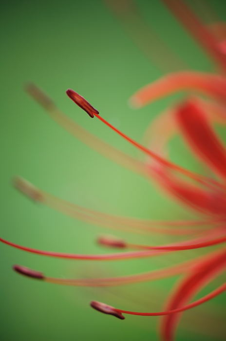 あっちこっちの曼珠沙華_f0032011_228596.jpg
