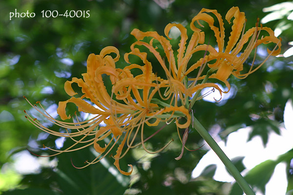 《花》　彼岸花（黄色）（ピンク）　リコリス_c0080036_20522746.jpg