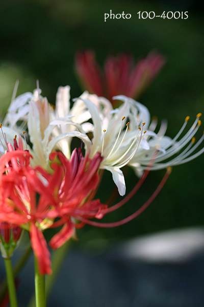 《花》　彼岸花（黄色）（ピンク）　リコリス_c0080036_20582275.jpg