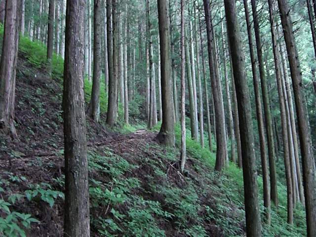 鹿島山、大鈴山、平山明神山！！　　　その２_b0102639_17334215.jpg