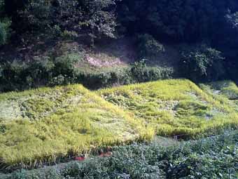 イノシシも村の住民だったのか。_f0084350_12511472.jpg