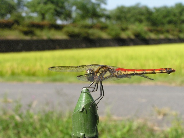 a0018655_1716335.jpg