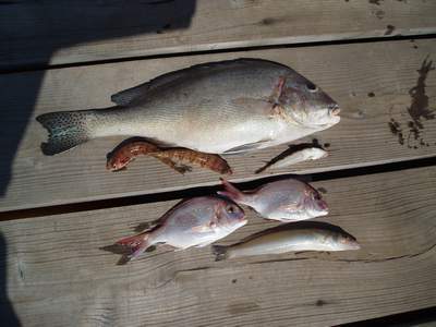 9月25日(月)の釣果_a0077071_8143024.jpg