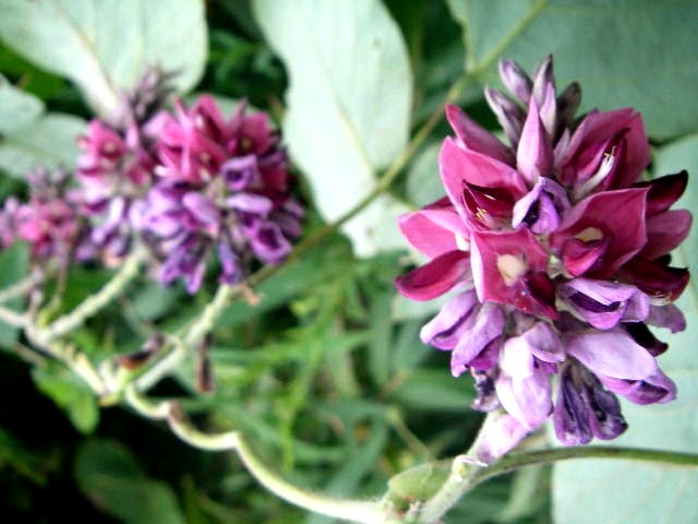 くずの花 飲食万歳