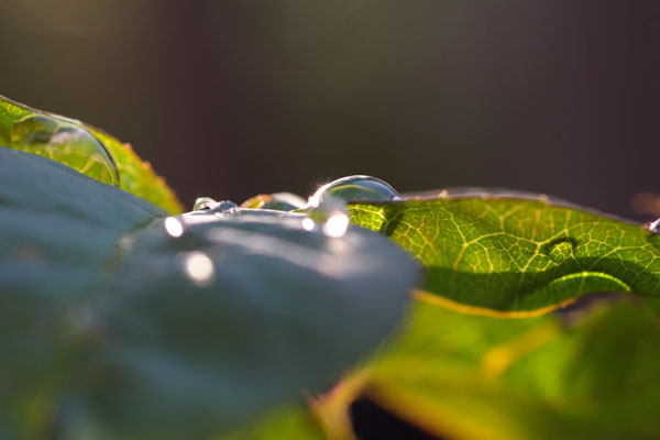 雨のお土産_b0083591_20575062.jpg