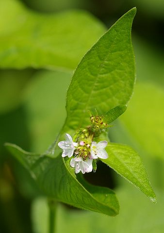 水辺の草　タデ科の草花　　06.9.27_e0070891_2147204.jpg