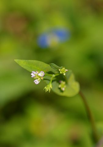 水辺の草　タデ科の草花　　06.9.27_e0070891_21473892.jpg