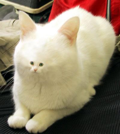 和む画像達 なんだかなぁ ってよくなっちゃう奴ここ来い