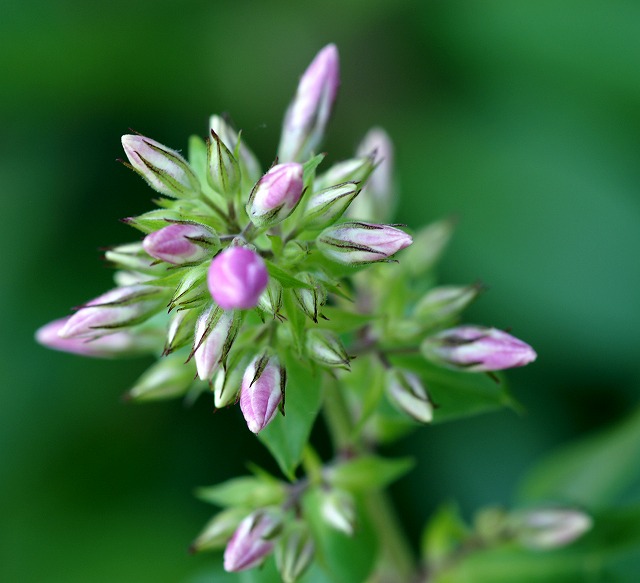 花魁草 おいらん草 フロックス 野草デジカメ日記