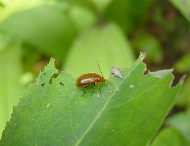 毎年、桔梗にとりつく昆虫 : 昆虫ブログ むし探検広場