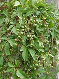 f0054421_04289.jpg