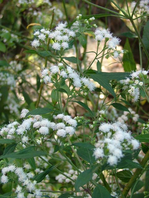 秋の山野草_c0045227_20122422.jpg