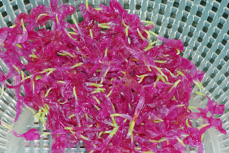 〆鯖（しめさば）を作りました！作り方もどうぞ！ : 魚屋