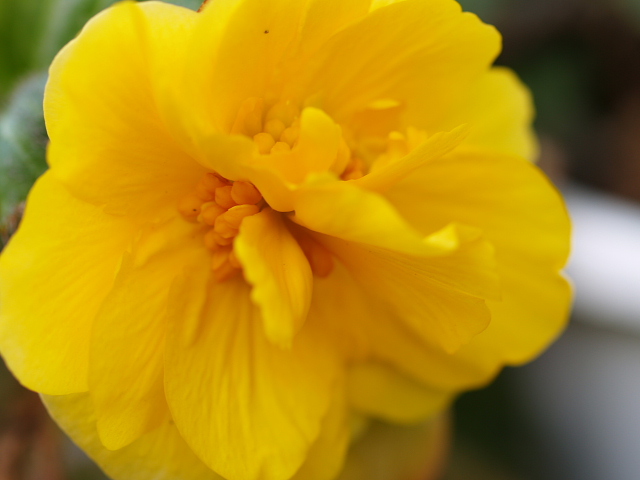 リーガル ベコニア 時々の花