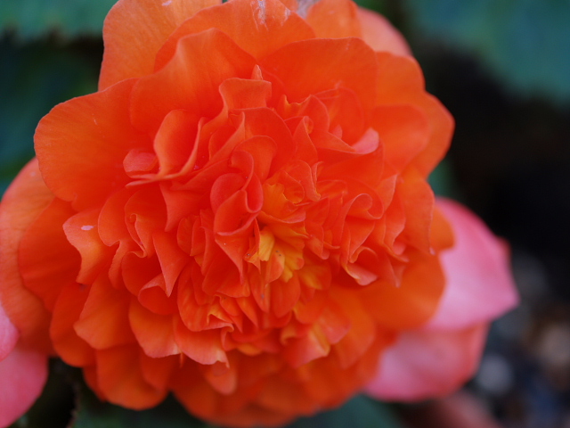 リーガル ベコニア 時々の花