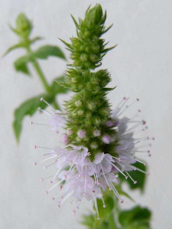 e0064158_21738.jpg