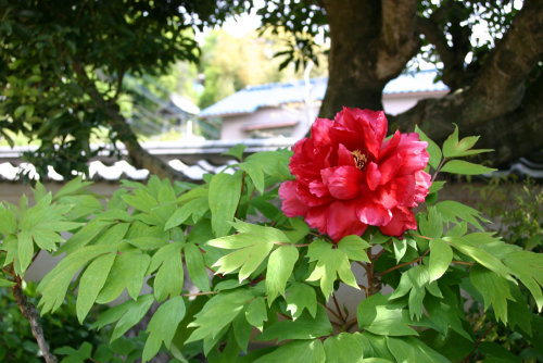 <第56番 宝珠院>_a0045381_646108.jpg