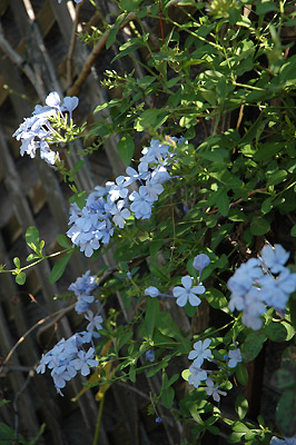 c0026690_23135692.jpg