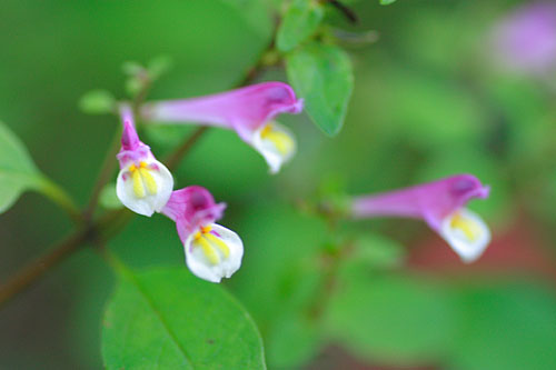 ミヤジマママコナ　 Melampyrum roseum Maxim. var. japonicum Franch. et Savat. _c0038290_636224.jpg