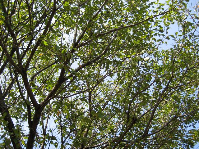 a0068693_15544727.jpg
