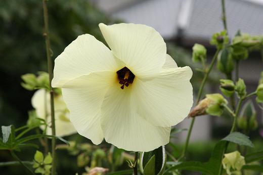 アオイ科（Malvaceae）_e0031500_188565.jpg