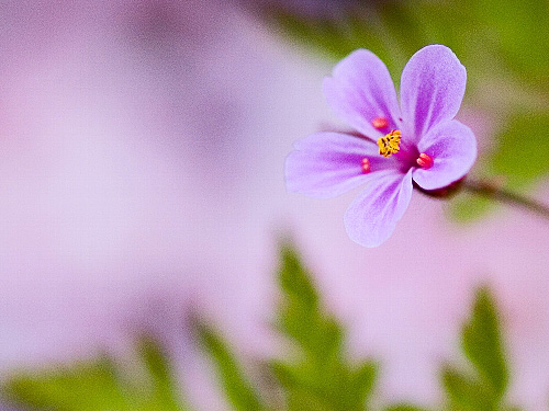 賢い花・曼珠沙華、、、№２《成長の時～♪》_c0008502_623672.jpg