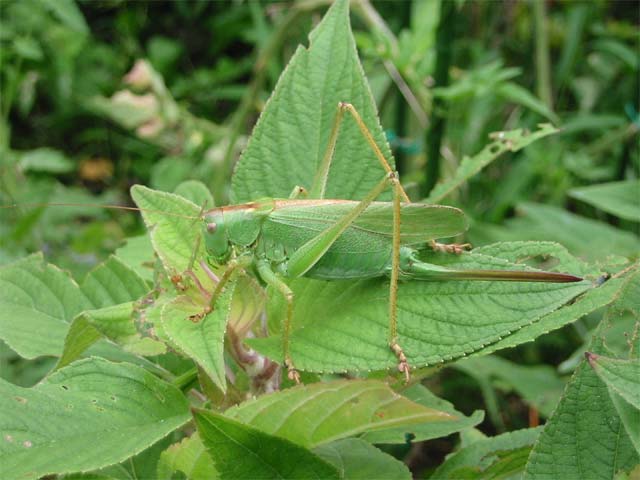 ヤブキリってどれくらい強いのでしょうか 昆虫ブログ むし探検広場 ヤブキリってどれくらい強いのでしょうか 昆虫ブログ むし探検広場