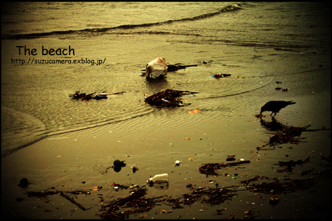 The beach_f0100215_1135444.jpg