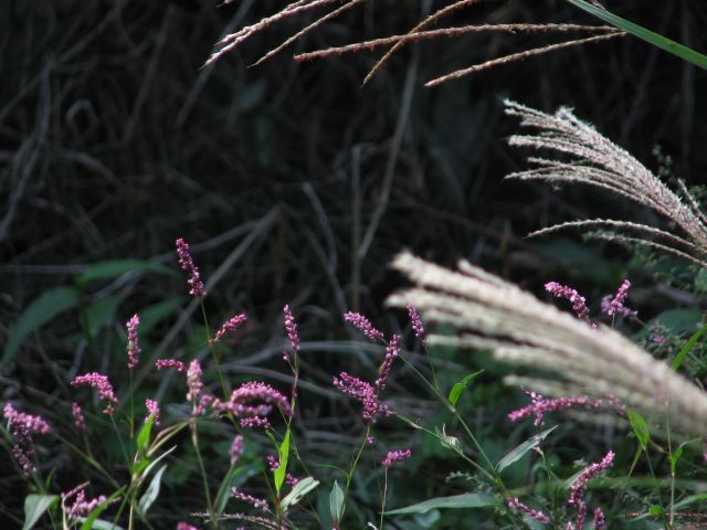 c0085630_22171223.jpg