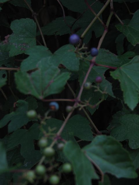 c0085630_2218497.jpg