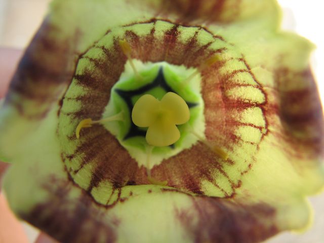 c0085630_2293531.jpg