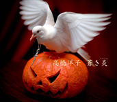 高橋洋子のニューシングルは10月25日発売_e0025035_1831185.jpg