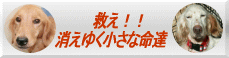 f0013255_723356.gif