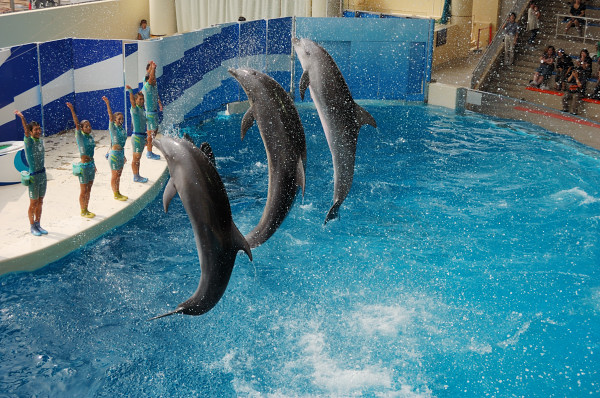 新江ノ島水族館　その４_b0030558_048102.jpg